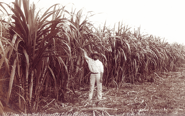 Sugar plantation 1900-1910